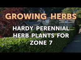The trick to growing a perennial garden that remains colorful and beautiful all season long is to pick the right blooms. Hardy Perennial Herb Plants For Zone 7 Youtube
