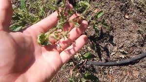What you're experiencing is exactly why we always advise against rototilling compost into the soil to prepare for a lawn. Manure Can Destroy Your Garden Here S How Youtube