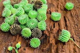 Image result for Abutilon indicum