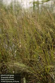Image result for Eragrostis hispida