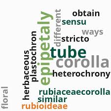 Image result for Ixora kalehensis