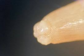 There because it was the same public toilet bowl i used 2 years ago when i saw a tiny. Parasitology Lablogatory