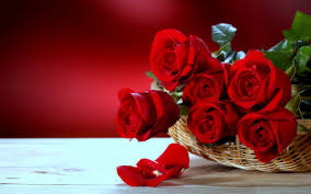 We all have defining moments in our lives&hellip;those days when something happens and you can never go back to the way life was. Most Beautiful Roses Flowers Nature Wallpapers 4k Hd Most Beautiful Roses Flowers Nature Backgrounds On Wallpaperbat