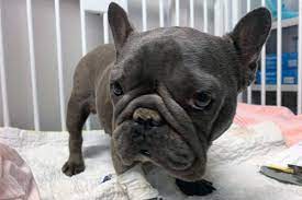 Maybe you would like to learn more about one of these? Victoria Humane Society Asks For Public S Help Caring For Frenchie Madame Marie Victoria News