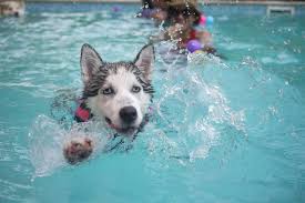 It's pet friendly, has a great restaurant, staff that goes above and beyond, and even cool night life. families traveling in atlanta enjoyed their stay at the following pet friendly hotels Where Can I Take My Dog Swimming Near Me In Atlanta Ga
