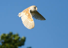It has a smaller tail than other florida owls. Everything You Wanted To Know About The Barn Owl Hubpages