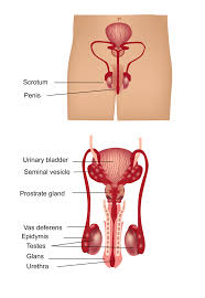 Male reproductive system lateral view diagram quizlet. Sex Organs Ck 12 Foundation