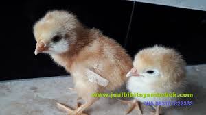 Check spelling or type a new query. Jual Ayam Joper Unggul Jual Doc Bibit Ayam Kampung Super Joper Gresik Jatim