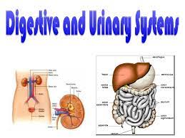 Digestive And Urinary Systems Ppt Download