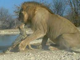 As Powerful As A Jackal In The Shadow Of A Lion The Herald