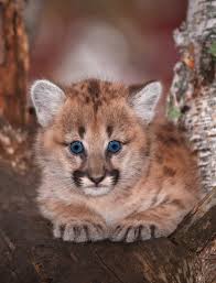 Caption This Cougar - Nature Friend Magazine