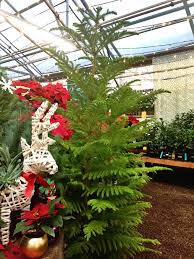 Norfolk island pine is a living christmas tree that you can keep as a houseplant and enjoy throughout the seasons, year after year. O Christmas Tree O Christmas Tree Fort Collins Nursery