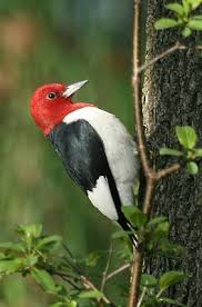 Big Birds With Red Heads Red Headed Woodpeckers And My Sister Woodpecker Sisters My Sister