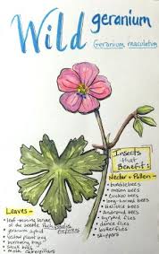 My Native Front Yard Wild Geranium Let S Paint Nature Wild Geranium Geraniums Front Yard