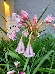 Image result for Crinum lugardiae