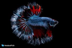 Oubest fish tank rocks glow blue/glow in the dark pebbles for garden/fish tank/aquarium/plant pots/bonsai walkway/driveway 100pcs. 13 Types Of Betta Fish Guide On Color Pattern Variations