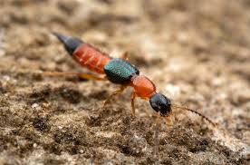 Image result for Heteromorpha stenophylla