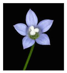 Image result for Wahlenbergia androsacea