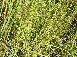 Image result for Anthospermum whyteanum