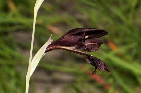 Image result for Gladiolus atropurpureus