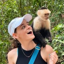 Spider plant 'Variegatum' with abundant offshoots
