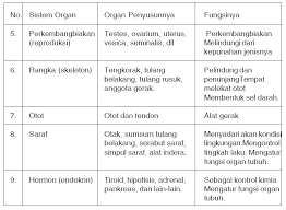 Pertemuan 8 sistem saraf pada hewan. Sistem Organ Pada Mamalia Dan Manusia Pintar Biologi