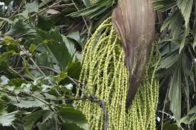 Image result for Caryota urens