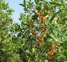 Image result for Memecylon