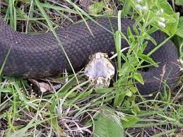 How To Identify A Water Moccasin Water Moccasin Snake Snake Snake Venom