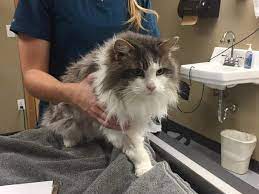 Frozen Cat Found Buried In Snow Comes Back To Life We Love Cats And Kittens Cats Cats And Kittens Pet Clinic