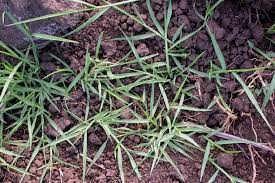 Image result for Setaria geminata