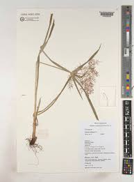 Image result for Hypselodelphys scandens