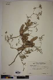 Image result for Blepharis burundiensis