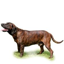 Image result for anglický barvář