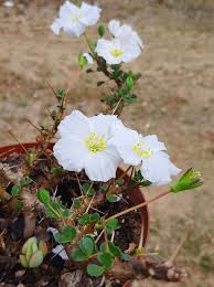 Image result for Monsonia senegalensis