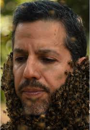 A queen bee's pheromone helps her workers locate and protect her—it's this  chemical reaction that makes the historical art of bee bearding possible.  #DavidBlaineDoNotAttempt