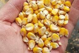 Official reference contact is from malaysia original bill of ladings, including. Top 73 Biggest Corn In Bags Buyers In Malaysia