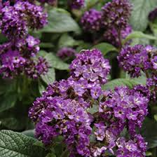 Image result for Heliotropium harareense