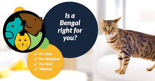 Bengal kittens & cats for sale near me | wild & sweet bengals. Bengal Cats And Kittens For Sale In The Uk