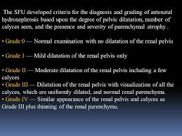 Acute Renal Parenchymal Disease || Ultrasound || Case 181 - Youtube