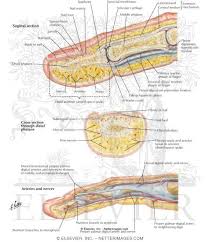 Image result for Finger Anatomy