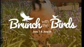 Brunch with the Birds