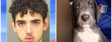 Teen who beat 4-month-old puppy to death sentenced to jail