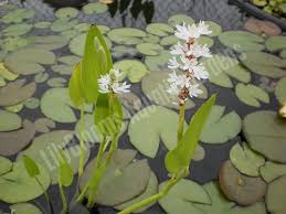 Image result for Hydrostachys bismarckii