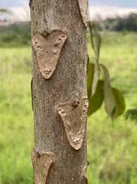 Image result for Polyscias fulva