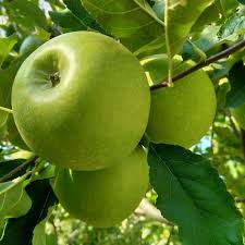 Image result for Granny Smith