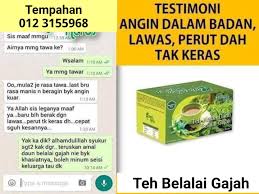 Daun belalai gajah, tanaman herbal dengan segudang manfaat. Khasiat Daun Belalai Gajah Fotos Facebook