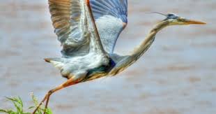 Birds Native To Oklahoma A Great Blue Heron Takes Flight At Lake Thunderbird In Norman Photo By Lindell Dillon Blue Heron Unique Animals Pretty Birds