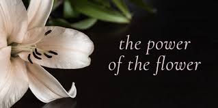What can you say about 16. The Flowers That Speak For Us Gordon Boswell