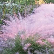 Maybe you would like to learn more about one of these? Pink Muhly Grass Direct Gardening